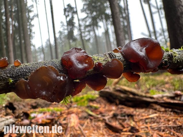 Kreisel-Drüsling, Exidia recisa