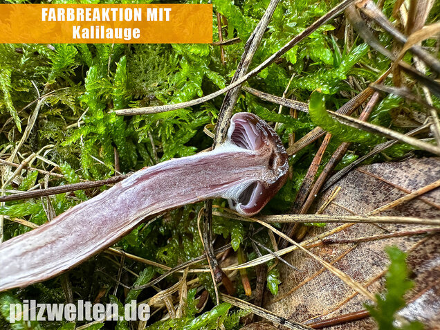 Kupferschuppiger Dickfuß, Cortinarius spilomeus