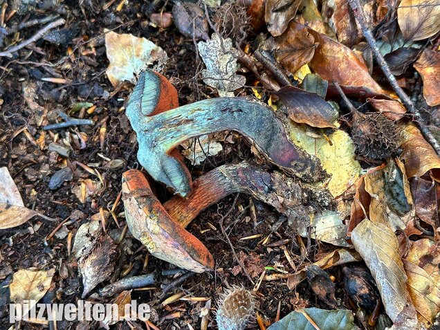 Kurznetziger Hexenröhrling, Suillellus mendax