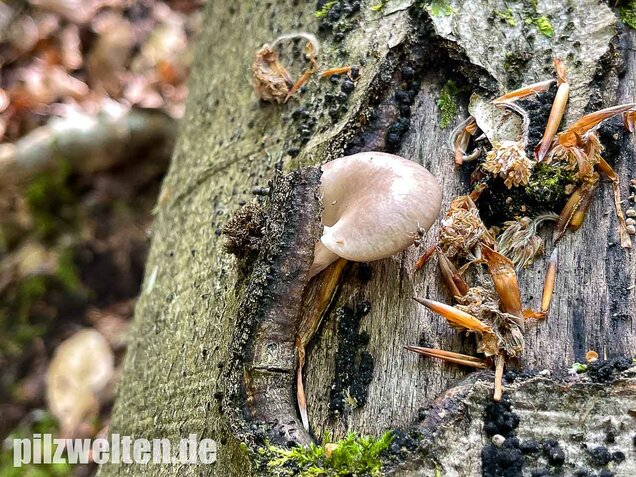 Lungenseitling, Pleurotus pulmonarius