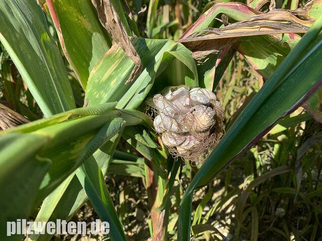 Maisbeulenbrand, Ustilago maydis
