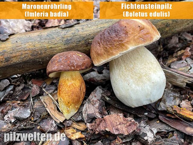 Maronenröhrling, Imleria badia