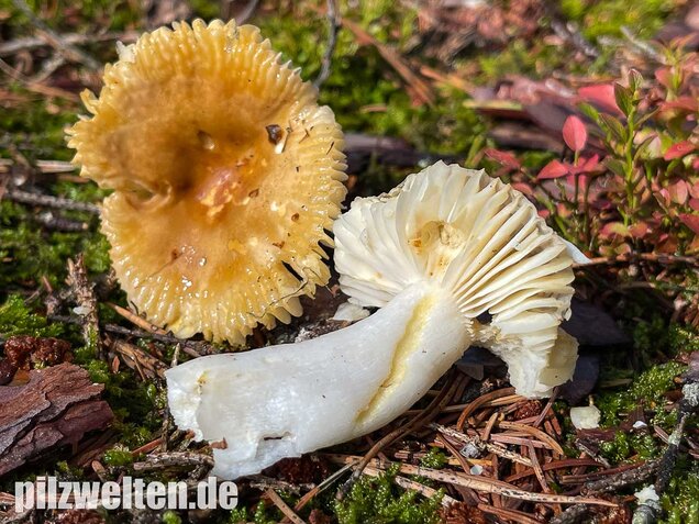 Milder Wachstäubling, Mädchentäubling, Russula puellaris