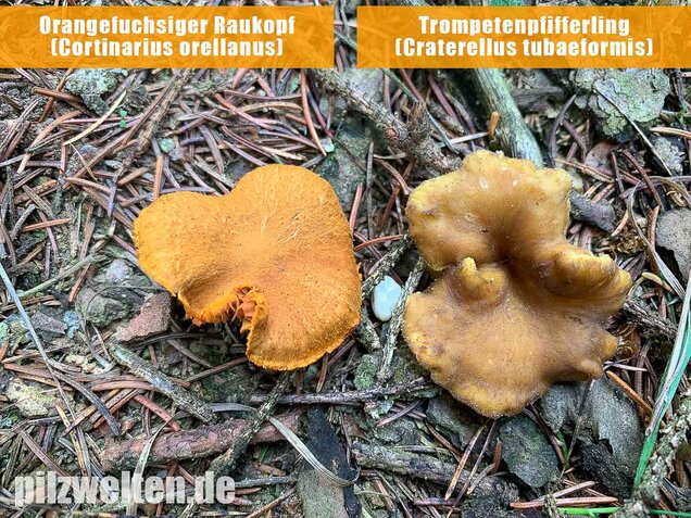 Orangefuchsiger Raukopf, Cortinarius orellanus