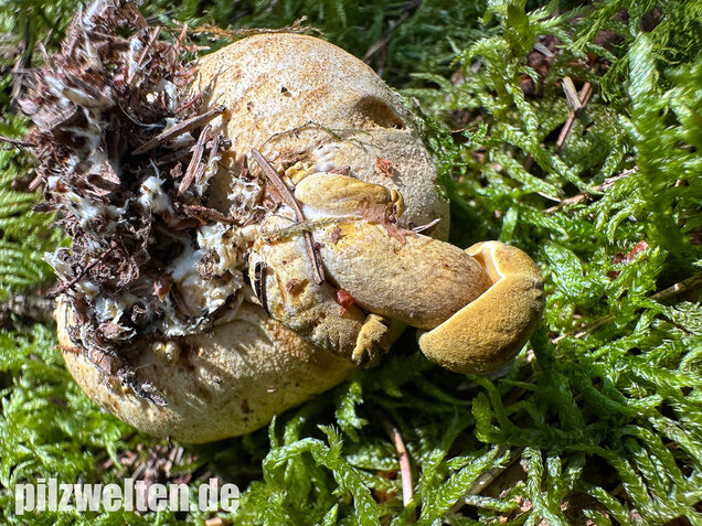 Parasitischer Röhrling, Pseudoboletus parasiticus