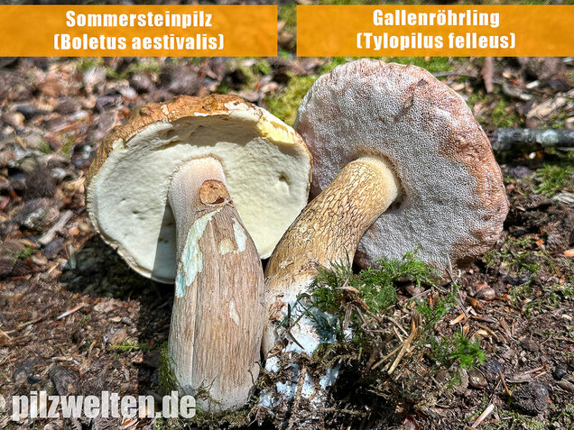 Gallenröhrling, Bitterling, Bitterpilz, Tylopilus felleus