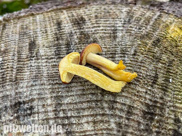 Purpurfilziger Holzritterling, Tricholomopsis rutilans