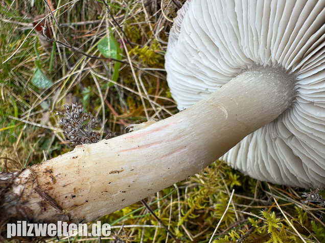 Rötender Erdritterling, Tricholoma orirubens