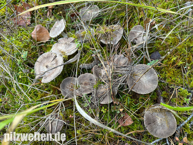 Rötender Erdritterling, Tricholoma orirubens