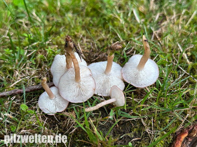 Rosenroter Schönkopf, Rugosomyces persicolor