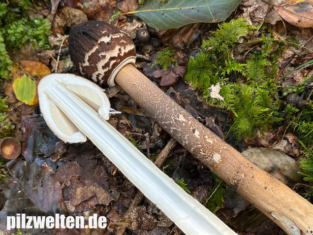 Rußbrauner Riesenschirmling, Düsterer Parasol, Macrolepiota procera var. fuliginosa