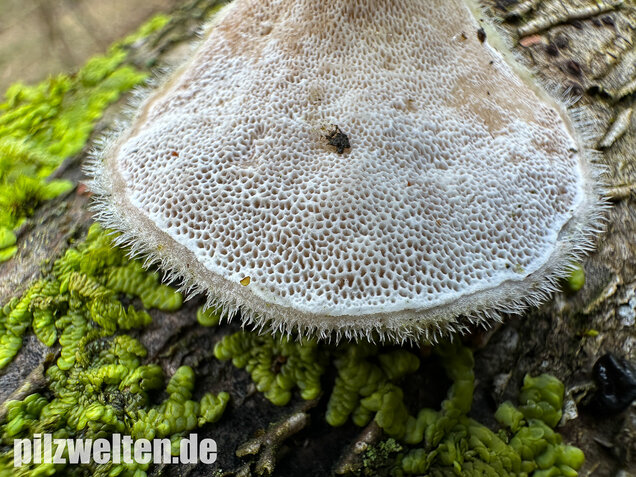 Samtige Tramete, Trametes pubescens