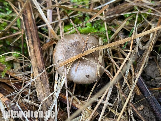 Schwarzpunktierter Schneckling, Hygrophorus pustulatus