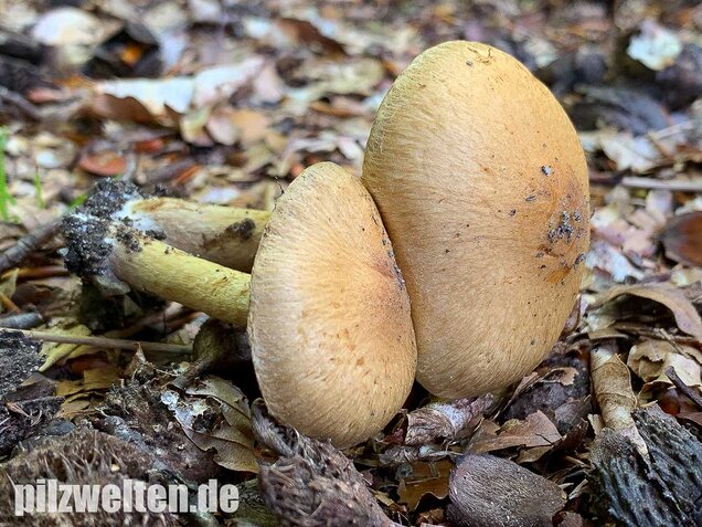 Tränender Saumpilz, Lacrymaria lacrymabunda
