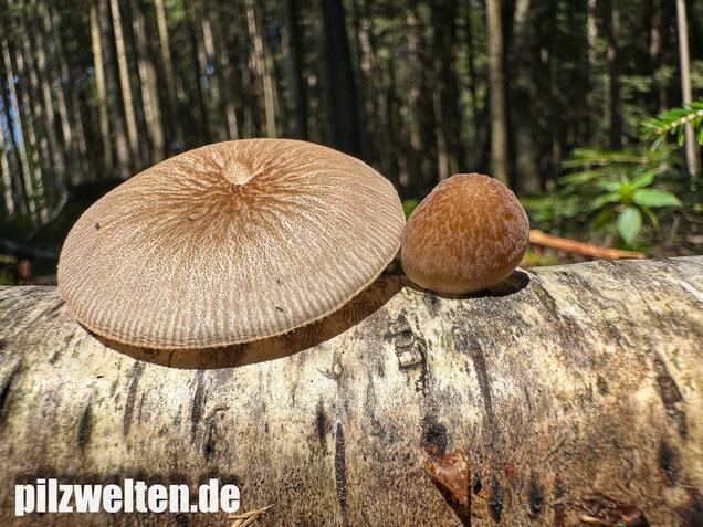 Verschiedenfarbiger Dachpilz, Pluteus plautus
