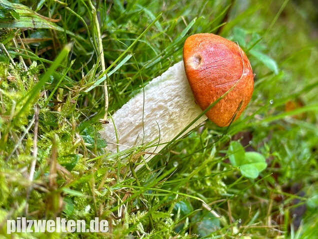 Weißstielige Rotkappe, Espenrotkappe, Leccinum leucopodium