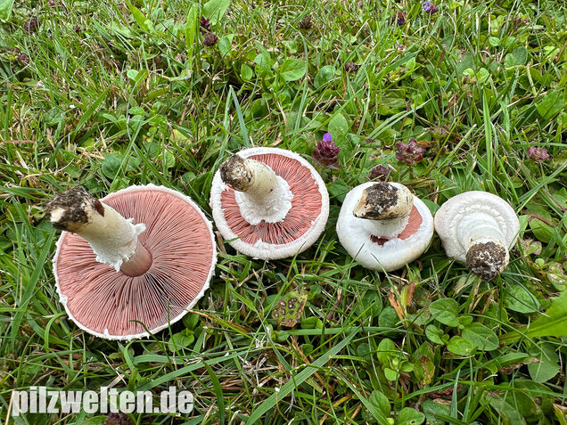 Wiesenchampignon, Wiesenegerling, Erdgürtel, Agaricus campestris