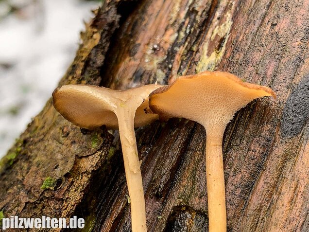 Winter-Stielporling, Lentinus brumalis