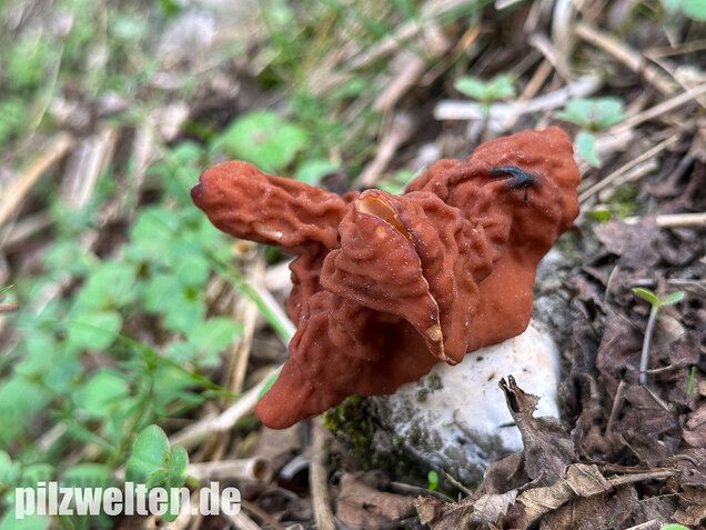 Zipfellorchel, Discina fastigiata