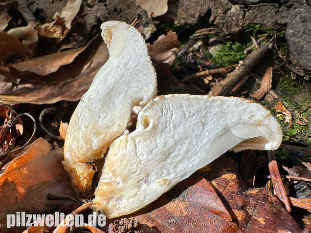Berindeter Seitling, Pleurotus dryinus