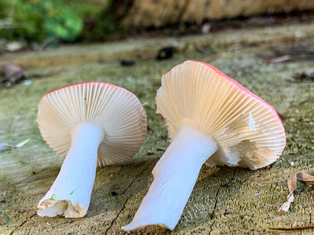 Birkenspeitäubling, Russula betularum