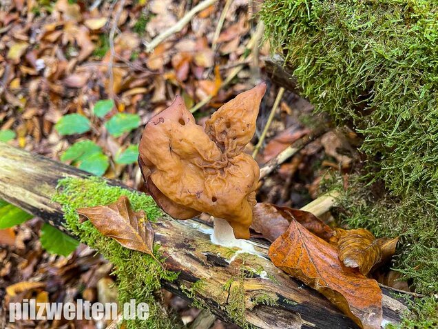 Bischofsmütze, Gyromitra infula