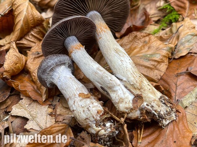 Bitterer Schleimkopf, Cortinarius infractus
