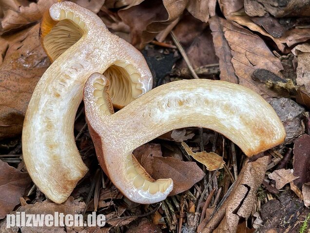 Milchbrätling, Lactifluus volemus