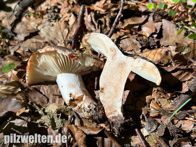 Dickblättriger Schwärztäubling, Russula nigricans