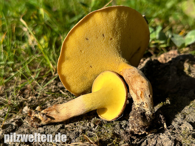 Erlengrübling, Gyrodon lividus
