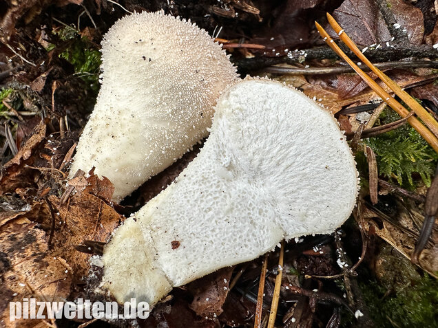Flaschenstäubling, Flaschenbovist, Lycoperdon perlatum