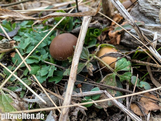Früher Faserling, Schmalblättriger Faserling, Psathyrella spadiceogrisea