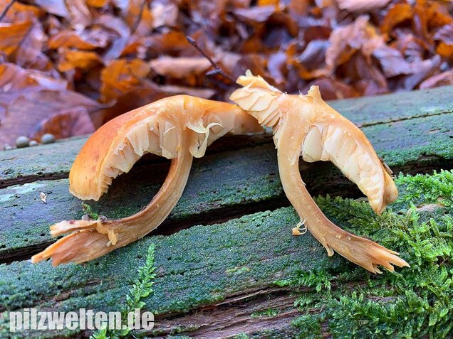 Geflecktblättriger Flämmling, Gymnopilus penetrans