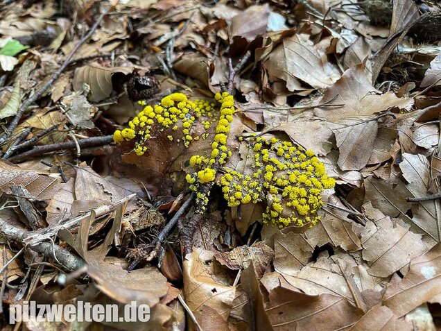 Gelber Eierschleimpilz, Physarum virescens