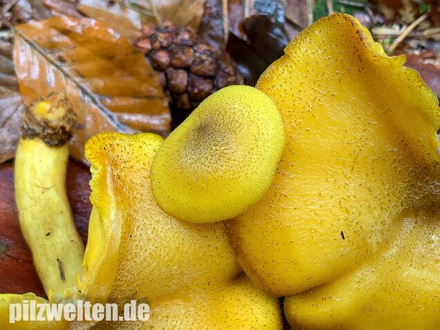 Goldgelber Holzritterling, Tricholomopsis decora