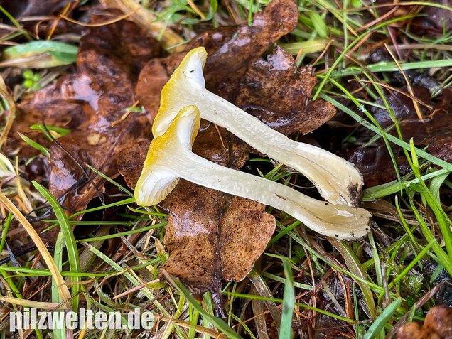 Gelber Lärchenschneckling, Hygrophorus lucorum