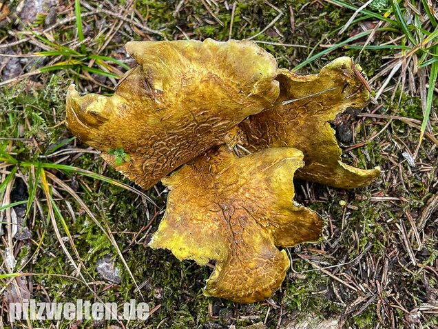 Gelbgrüner Kammporling, Laeticutis cristata