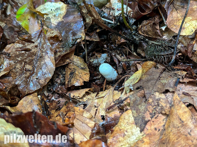 Gemeine Hundsrute, Mutinus caninus