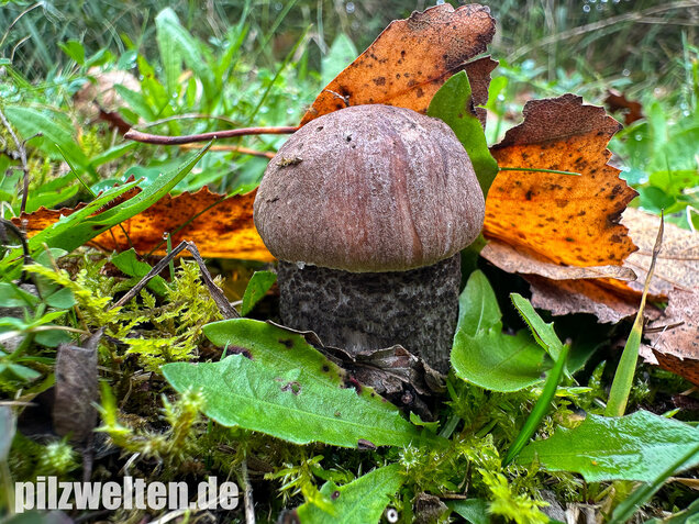Gemeiner Birkenpilz, Langfuß, Birkenraufuß, Leccinum scabrum