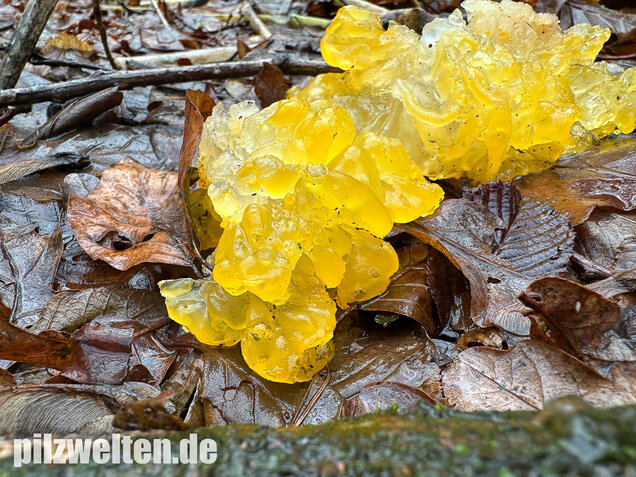 Goldgelber Zitterling, Yellow Brain Fungus, Tremella mesenterica