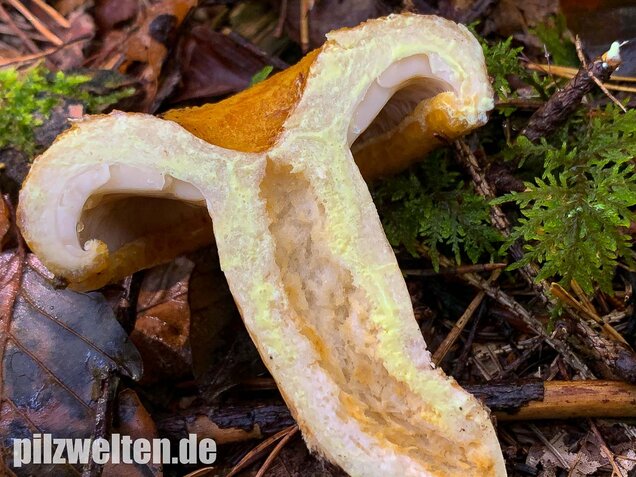 Grubiger Milchling, Lactarius scrobiculatus
