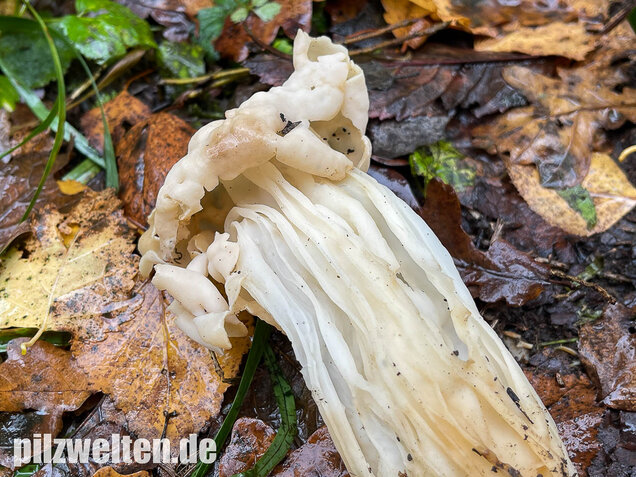 Herbstlorchel, Helvella crispa