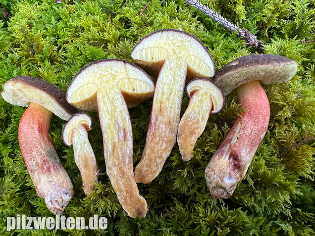 Herbstrotfußröhrling, Stattlicher Rotfußröhrling, Xerocomellus pruinatus