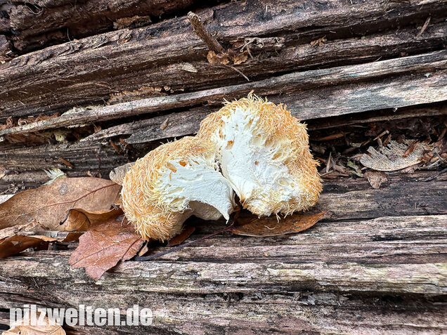 Igelstachelbart, Lion's mane Mushroom, Hericium erinaceus