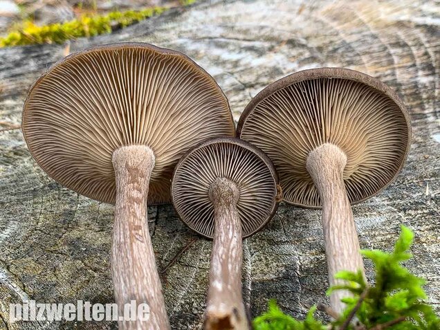 Kaffeebrauner Gabeltrichterling, Pseudoclitocybe cyathiformis