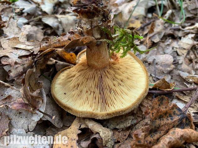 Kahler Krempling, Paxillus involutus
