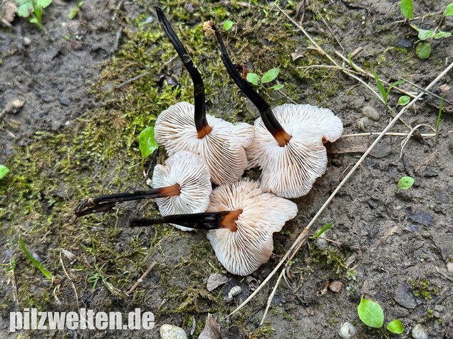 Kohlstinkschwindling, Gymnopus brassicolens