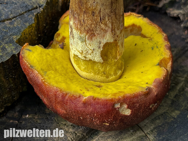 Anhängselröhrling, Butyriboletus appendiculatus