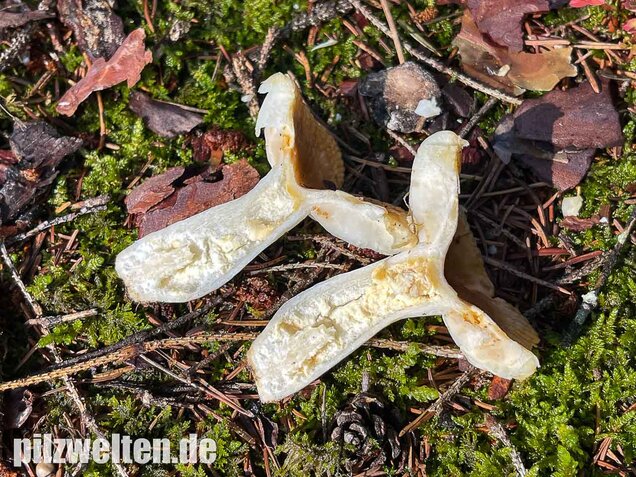 Milder Wachstäubling, Mädchentäubling, Russula puellaris