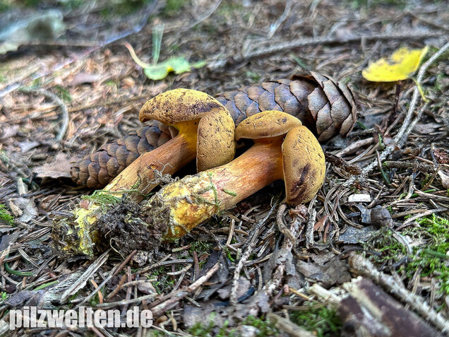 Nadelholzröhrling, Nadelholz-Pulverröhrling, Buchwaldoboletus lignicola
